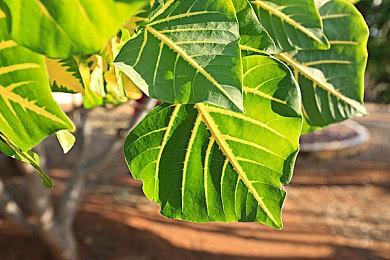 《终极闪光：破坏者》开发商承诺将尽快修复游戏体验